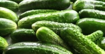 Did You Know? 8 Amazing Health Benefits of Cucumbers!