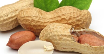 Daily Peanut Consumption Boosts Memory and Brain Blood Flow in Older Adults